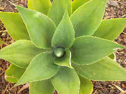 succulent top view